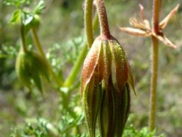 Pelargonium longicaule buds nodding together